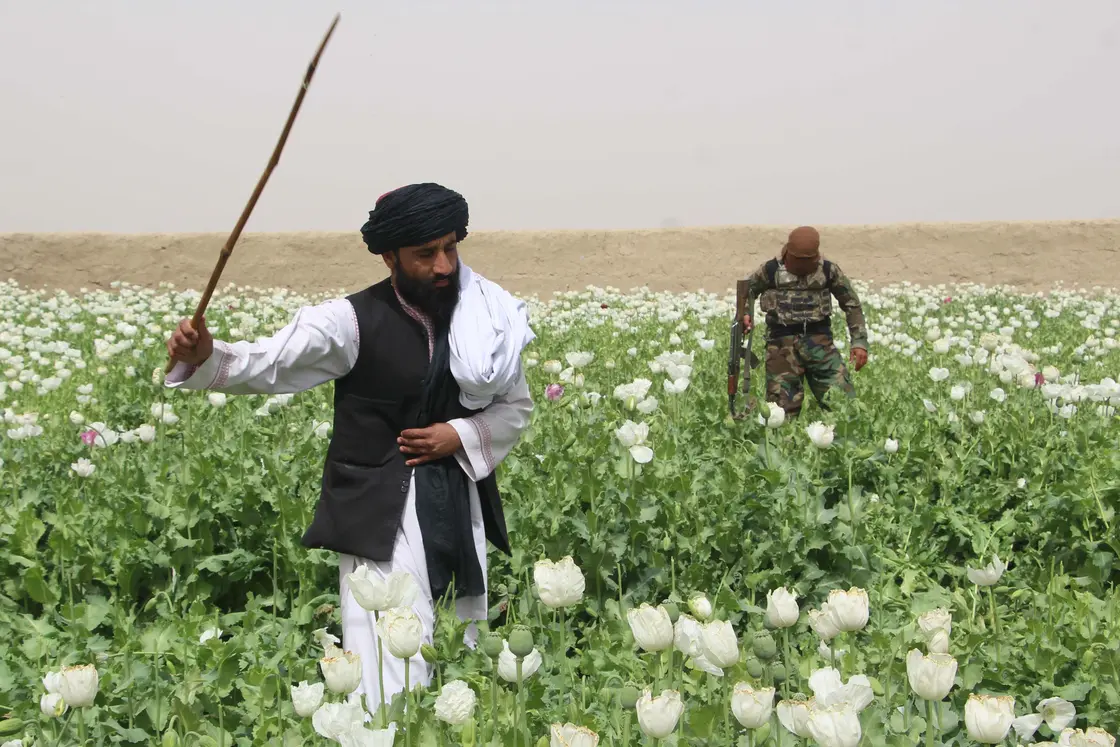 afganishtan poppy farmers